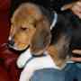 Cachorra Beagle inscrita y con chip