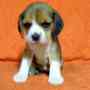 Cachorros beagle, cancela con tarjeta de crédito