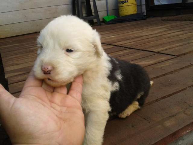 Cachorros pastor ingles