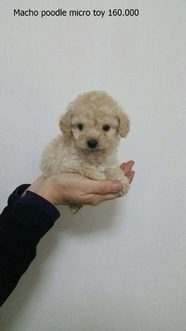Cachorros poodle micro toy y una toy en Santiago Animales / Mascotas 64
