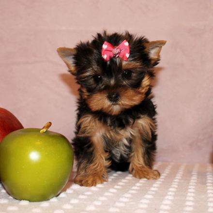 Regalo cachorros yorkshire terrier para usted.