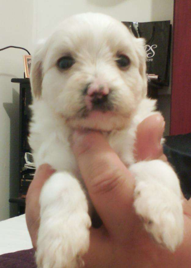 Cachorros Coton De Tulear En Puente Alto - Animales / Mascotas | 9569